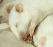 “Rat Film” – Atlanta Film Festival Review (3.5 of 5 Stars)